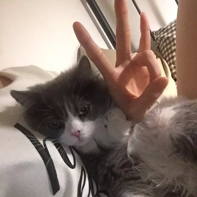 顾健萍绍