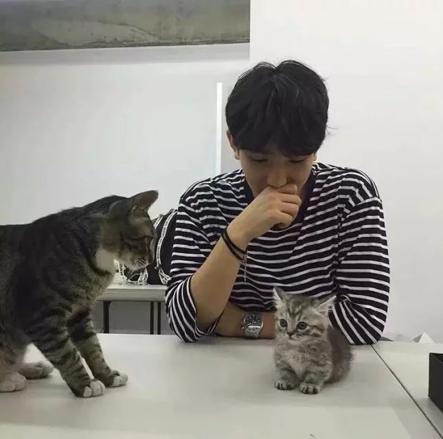 赖珍雯菊